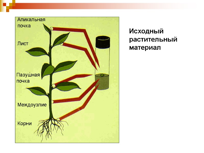 Исходный  растительный  материал Лист Апикальная почка Междоузлие Пазушная  почка Корни